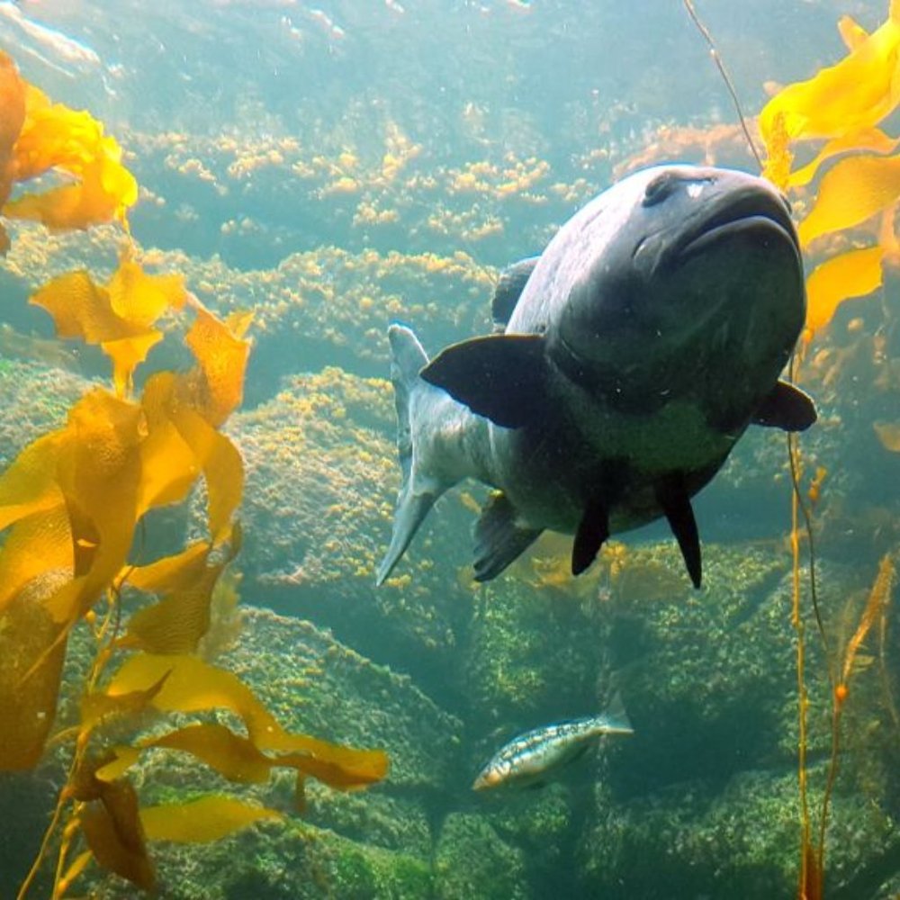 BIG FISH ~ 8" X 10" Photography